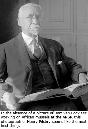 In the absence of a picture of Bert Van Bocxlaer working on African mussels at the ANSP, this photograph of Henry Pilsbry seems like the next best thing. 